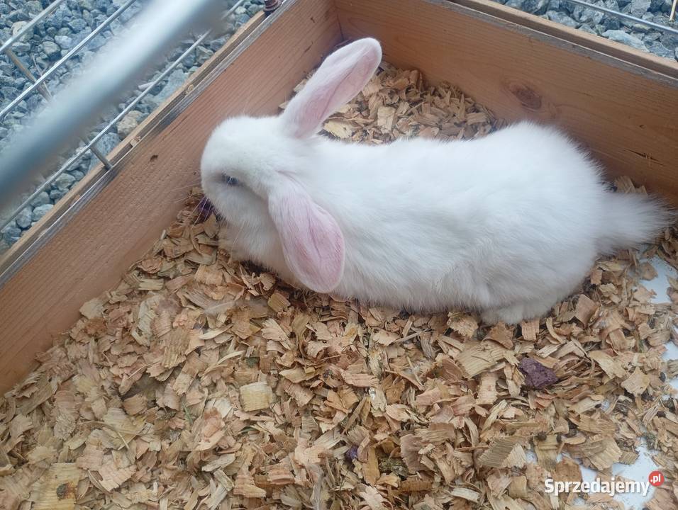 Króliki miniaturki łódzkie Wrzesiny