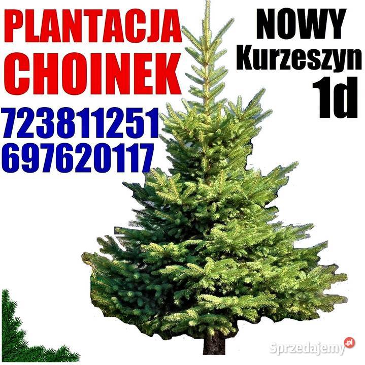 Świerk zielony pachnący srebrny kujący Duża Żywa Nowy Kurzeszyn