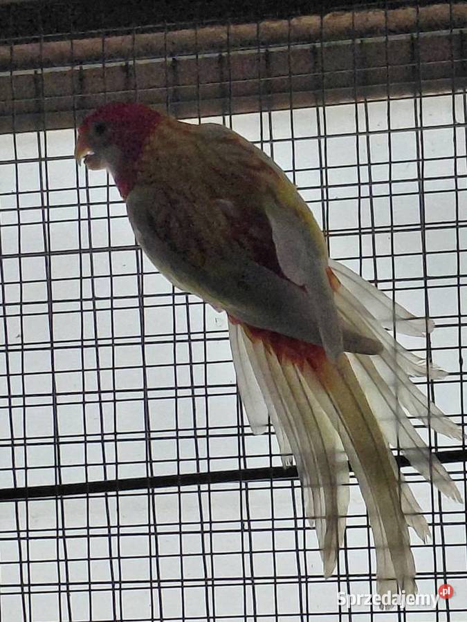 Rozella Białolica Samica Nakło nad Notecią