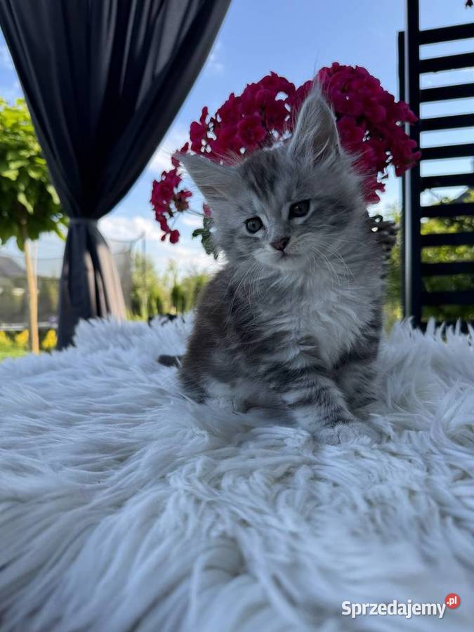 Apollo kocurek Maine Coon