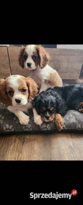 Cavalier king chals spaniel Wolica sprzedam