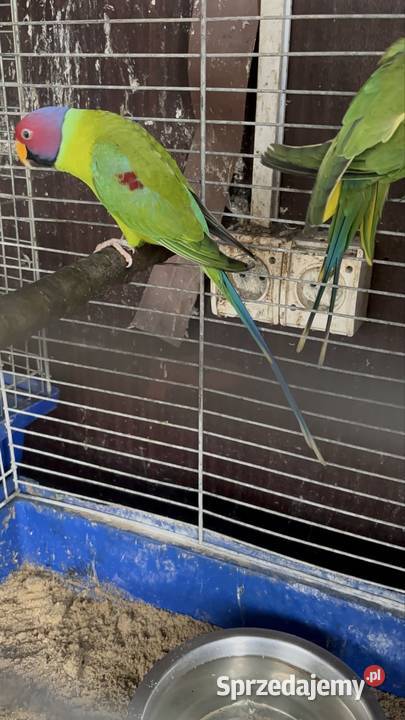 Alexandretty śliwogłowe para Ptaki Strzegom sprzedam