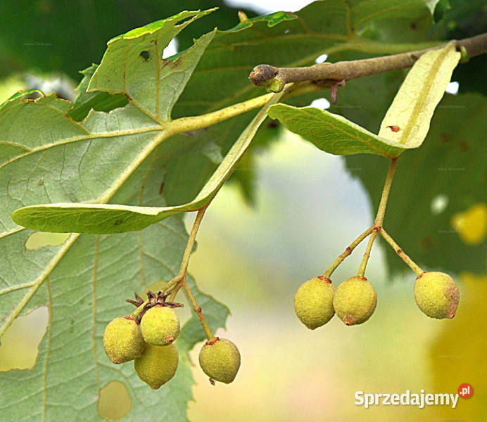 LIPA SREBRZYSTA Tilia tomentosa NASIONA 90 sztuk Lubanie