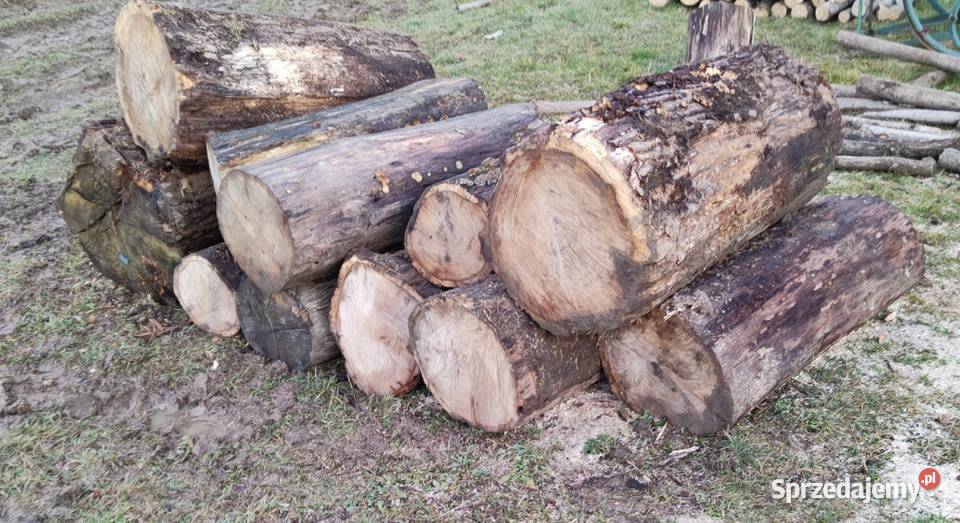 Dąb drewno opałowe Osobnica