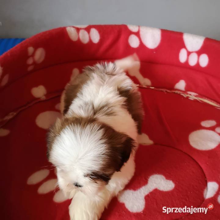 Szczenięta rasy SHIH TZU Biało Czarne Tricolor Szczecinek sprzedam