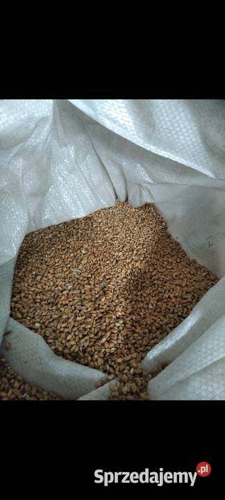 łubin caro Groch batuta Sandomierz pszenica