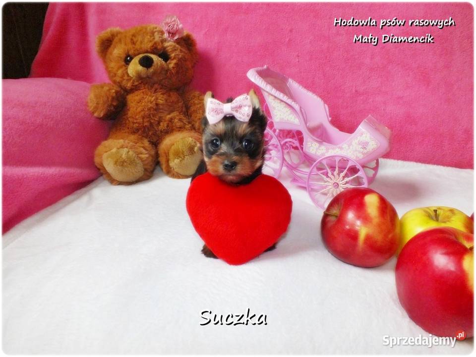 Maleńka suczka York Yorkshire Terrier z lubuskie
