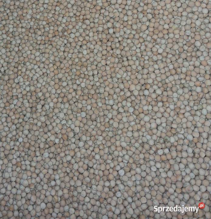 Groch OSTINATO Pozostałe lubelskie Bystrzyca Stara