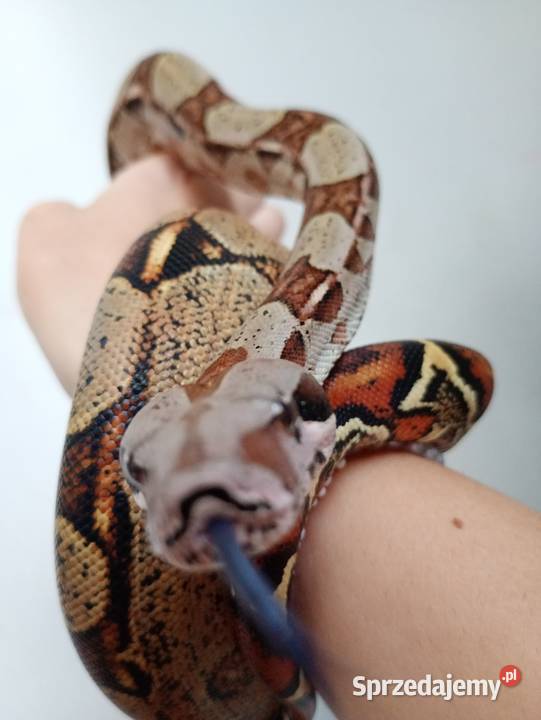 Boa imperator samiecpodrostek Białystok