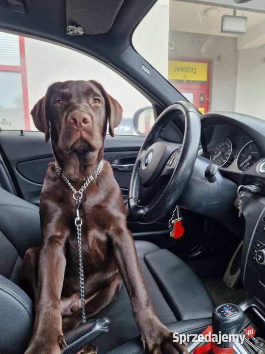 Labrador Retriever suczka 2 ojcu pochodzenia FCI Katowice sprzedam