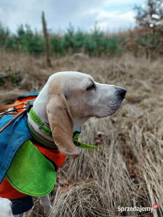 Gończe PORCELAINE FCI super szczeniak Pozostałe Drawno