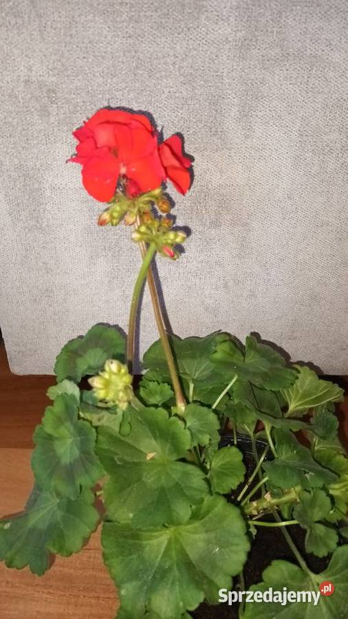 Duża pelargonia kwitnąca aktualnie na czerwono Warszawa