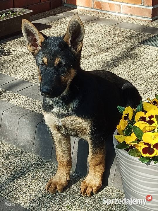 Owczarek niemiecki uzytkowy sprzedam