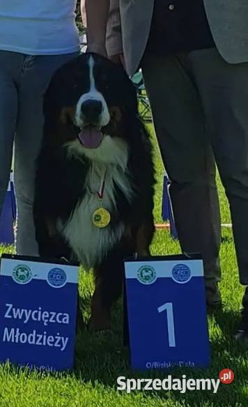 Bernenski pies pasterski sprzedam