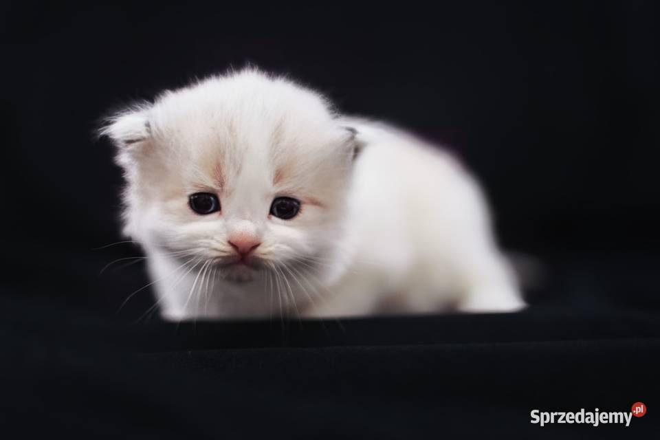 Piękna koteczka ragdoll Nidzica sprzedam