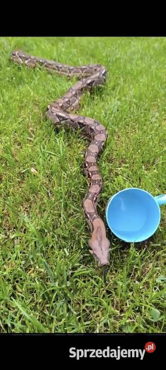 Boa Cesarski Boa imperator Terrarium Nysa