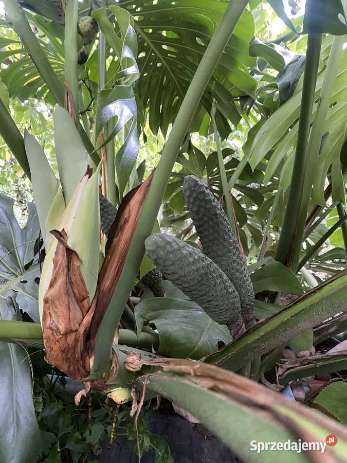 OGROMNA MONSTERA DELICIOSA ok 3 m kwitnąca i Wrocław sprzedam