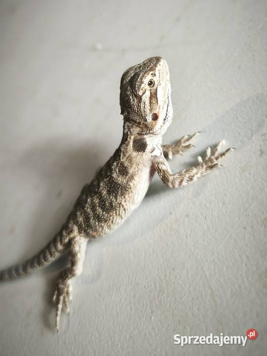 Agama brodata młoda Wałbrzych