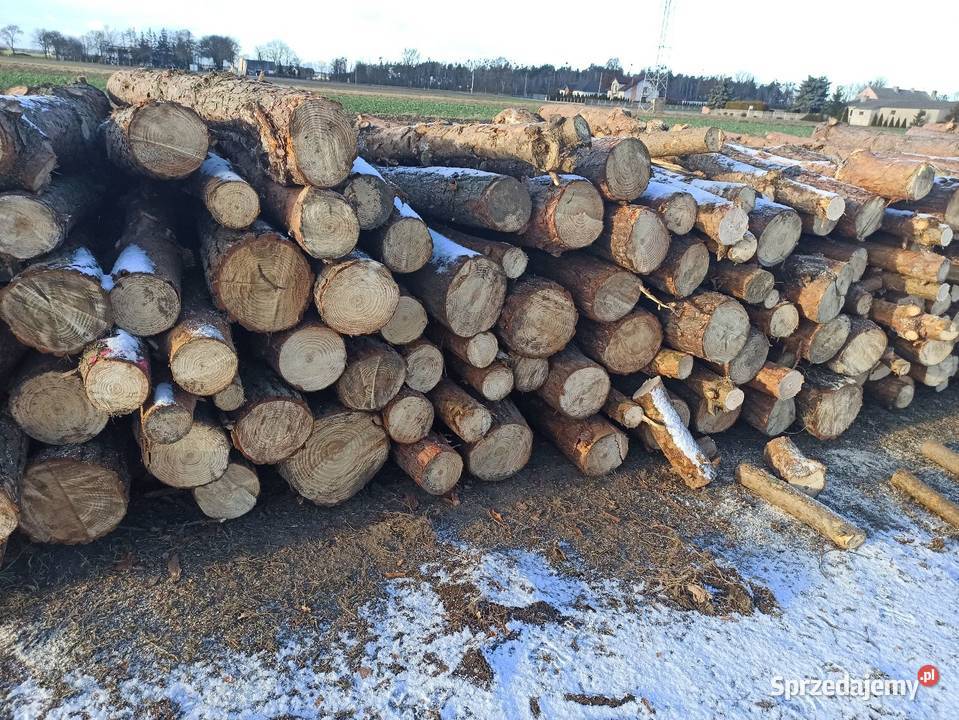 Drewno opałowe sosna Lucynowo