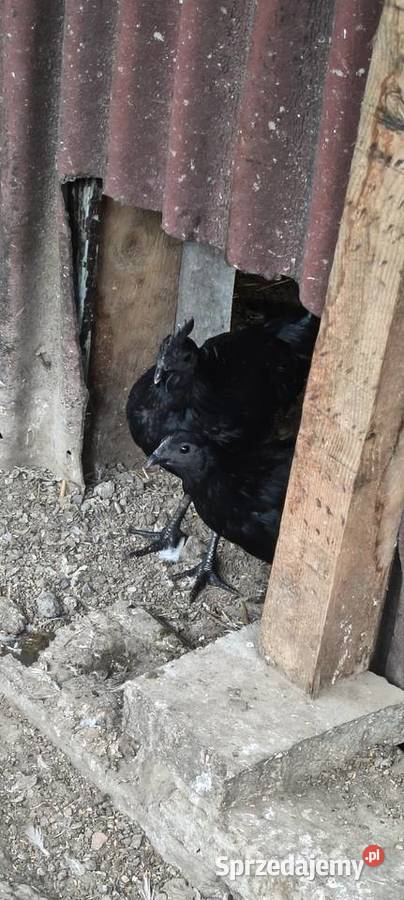 Sprzedam parę kur ayam cemani Gierałtowice