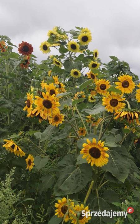 Kwiaty słonecznika kolorowe sprzedam