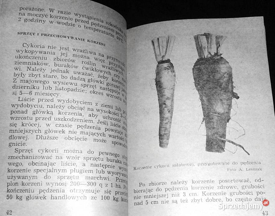 Kontraktujemy warzywa mało znane Roch Rok wydania 1976 Pozostałe Chełm