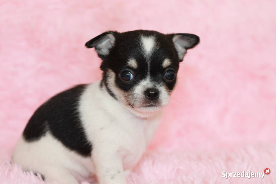 Chihuahua suczka ZKwP FCI Psy Świnoujście