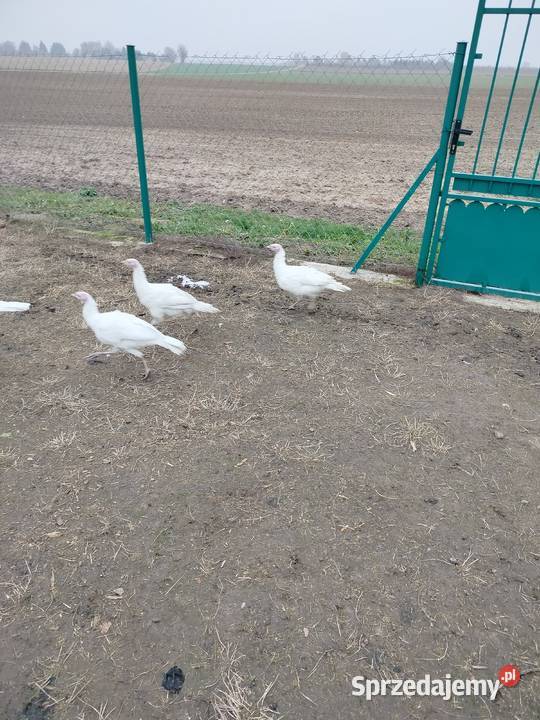 Indyki tegoroczne Ptaki Łęczna