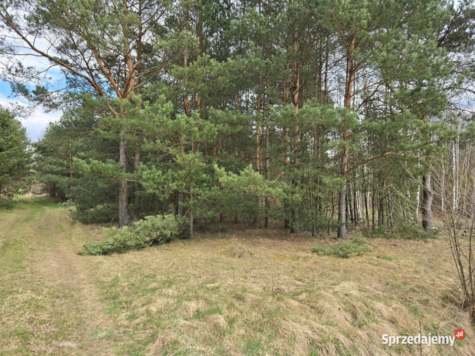 Grunt 1817m2 Sieradz Sprzedaż