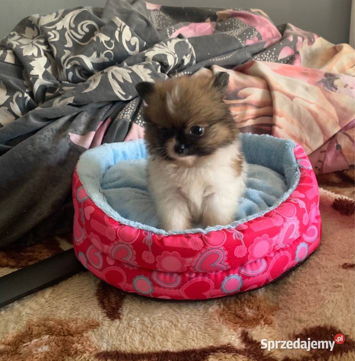 Szpic mini piesek pomeranian z rodowodem Stare Polesie