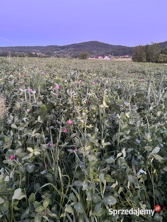 Koniczyna czerwona do skoszenia Rośliny pastewne Żegocina sprzedam