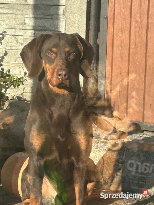 Szczeniaki Gończy Polski Wodzisław Śląski