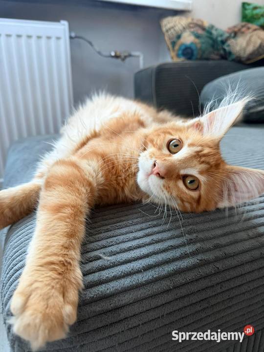 Gandalf Maine Coon pomorskie Starogard Gdański