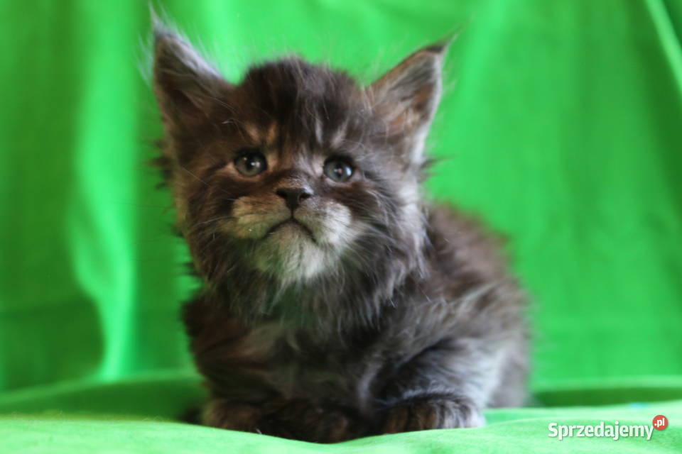 Kociaczki  maine coon z prawdziwym rodowodem.