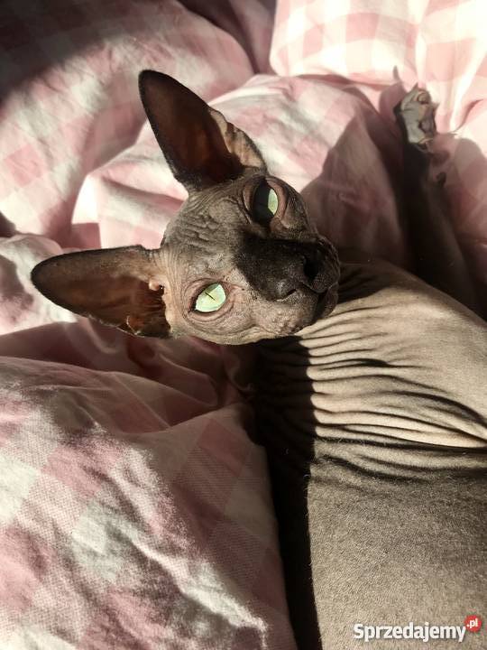 Kot Sfinks Kanadyjski Konin