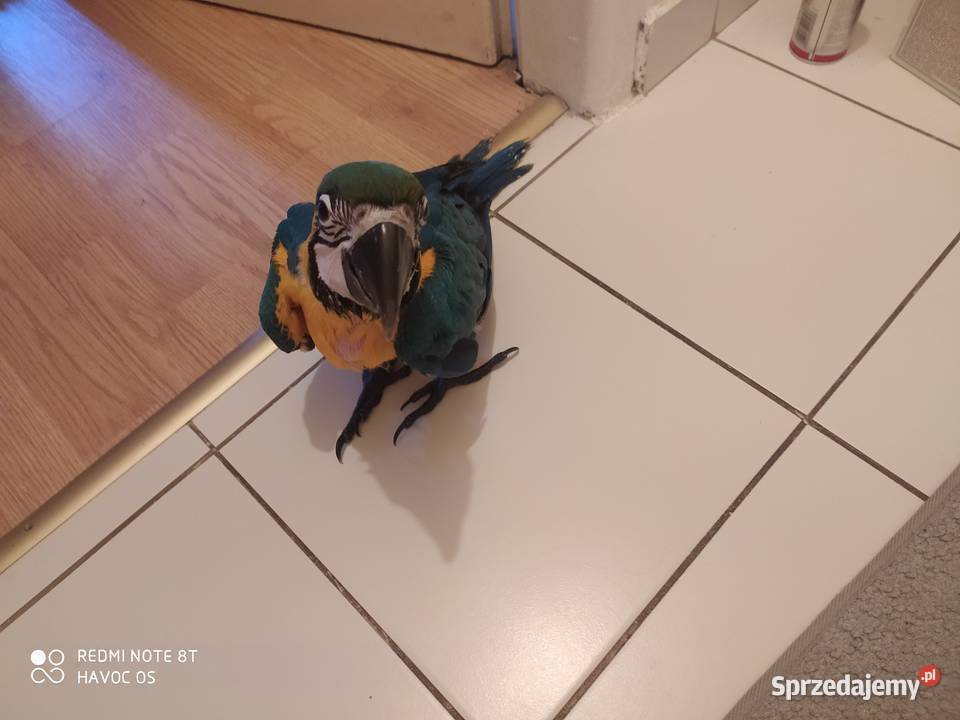 Papuga arauna Rydułtowy