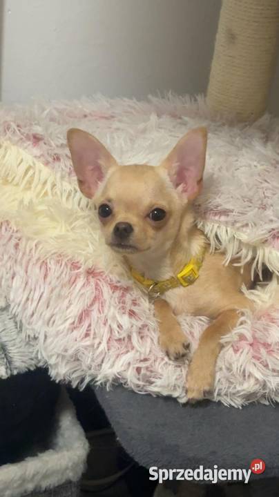 Pieski chihuahua Chróścin