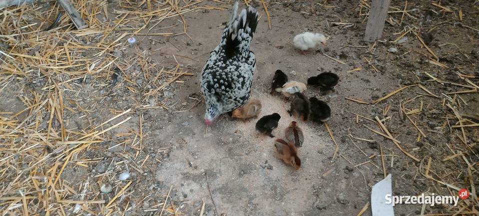 Jajka lęgowe karzełka liliput Tokarówka