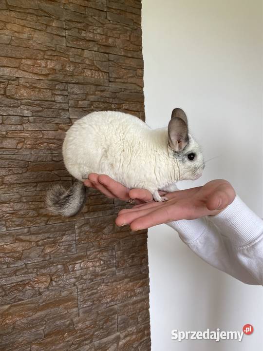 Szynszyl szynszyla szynszyle biała samica Starachowice