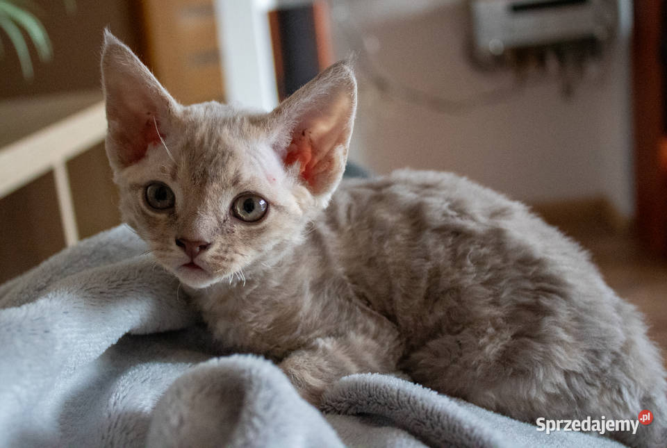 Kotka Devon Rex Quilla liliowa pręgowana FIFe Poznań