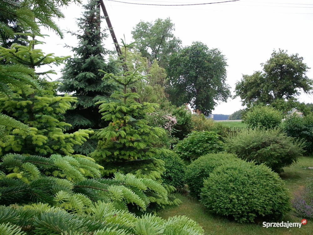 Dom poniemiecki w cichej okolicy Swiebodzina do wykończenia lubuskie Wolimirzyce
