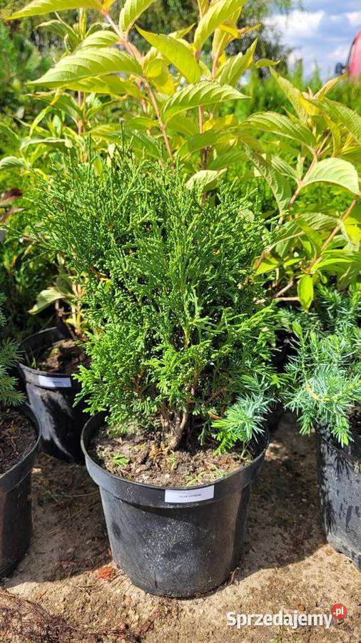 Tuja HOSERI Pogorzela