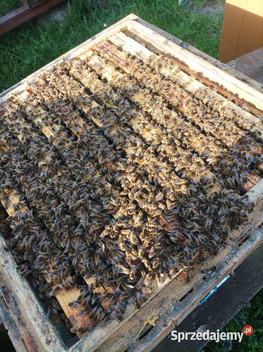 Pszczoły odkłady pszczele rodziny Krasnystaw