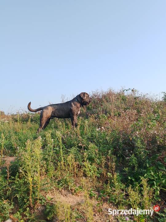 Cane Corso piękny pies Śmigiel sprzedam