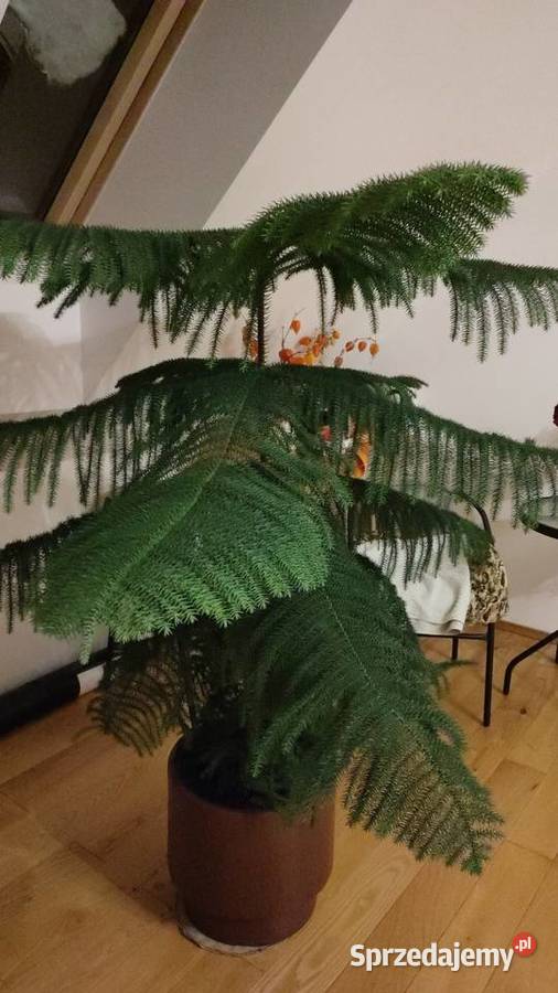 Araukaria pokojowa choinka pomorskie Kościerzyna