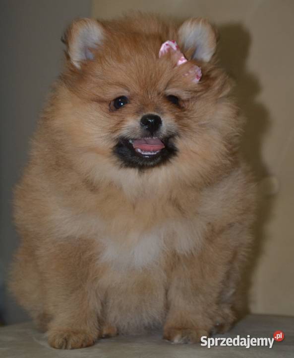 SZPIC MINIATUROWY POMERANIAN SUNIA PIĘKNA Warszawa sprzedam