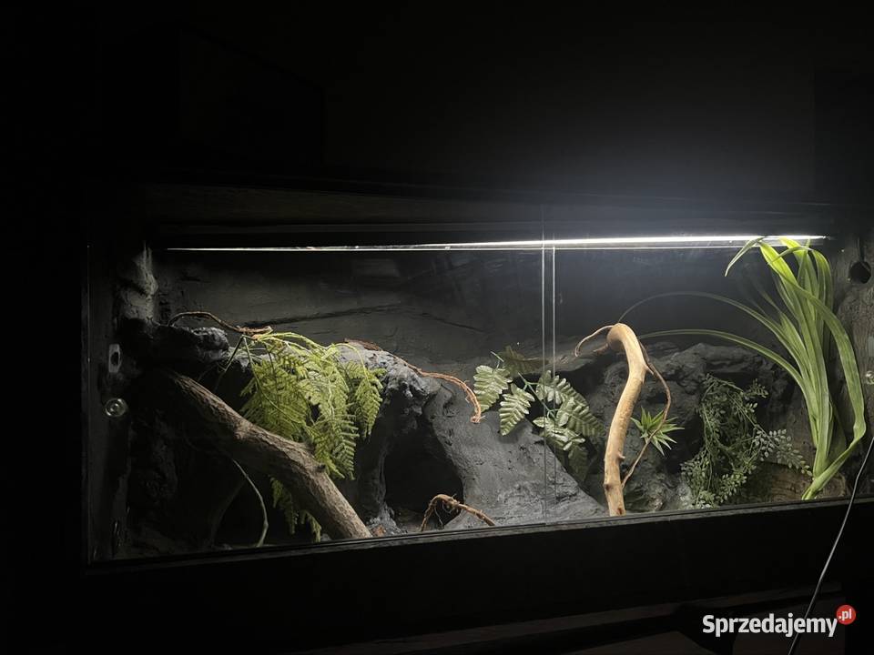 Terrarium 120x60x60 gotowe agamy pomorskie Sopot
