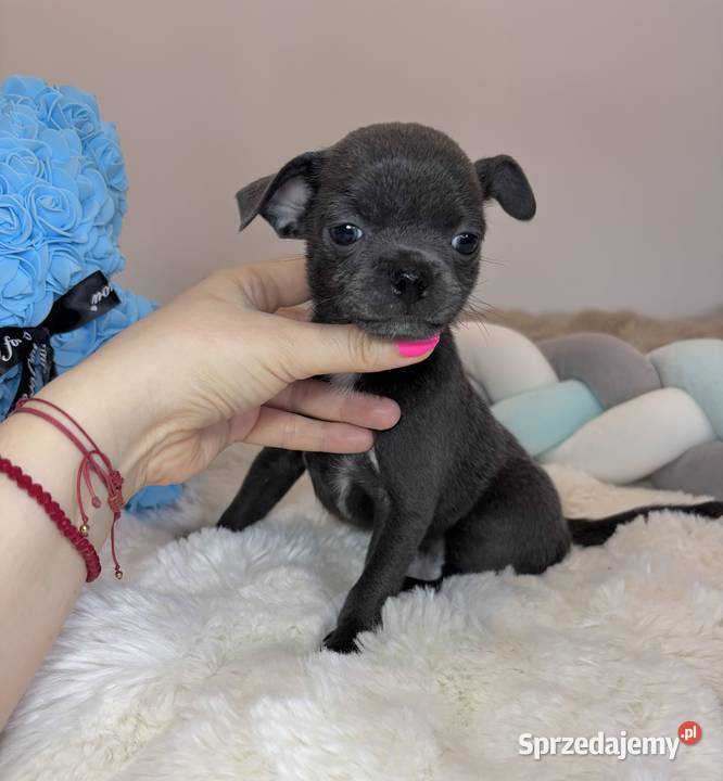 Chihuahua piesek krótkowłosy niebieski Blue Bełchatów