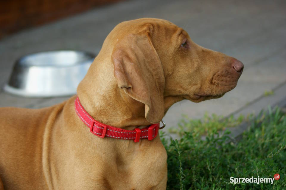 Wyżeł węgierski krótkowłosy hodowla z Bagiennych Hola