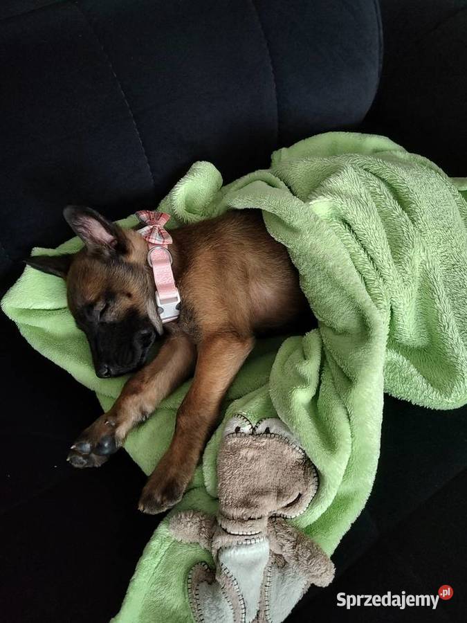 Owczarek Belgijski Milanois Częstochowa